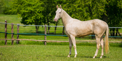 Merck Animal Health and Alopexx develop pneumonia vaccine for foals