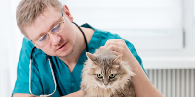 Why a happy veterinary profession needs independent practices