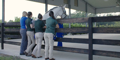 Colleges collaborate to advance veterinary teaching