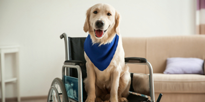 Service dogs may help improve psychosocial health