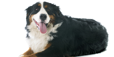 Banfield and NAVC release report on osteoarthrosis in obese animals