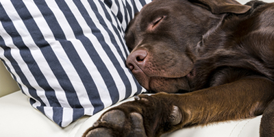 Osteoarthritis staging tool for dogs unveiled