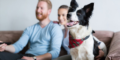 Foreign body ingestion in pets especially high during the Super Bowl