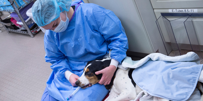 Purdue students offer mobile spay and neuter surgeries to animal shelters