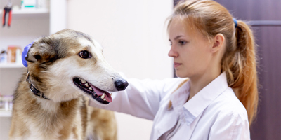 A life lesson in veterinary care