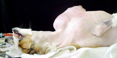 10 golden rules of cancer surgery