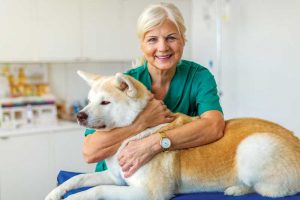 Veterinarian in Burbank, CA Rainbow Veterinary Hospital