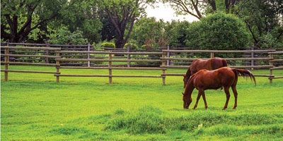 Vitamin E: Necessary to horses, but there’s a lot to learn