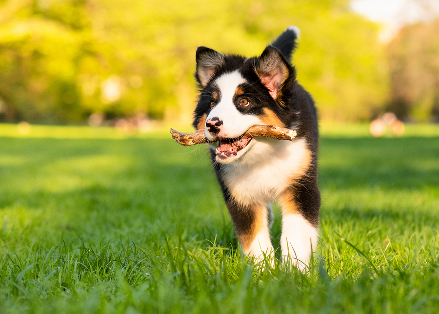 Guiding clients in keeping pets safe and stress-free during the eclipse