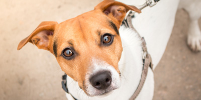 Diabetic pills for best sale dogs