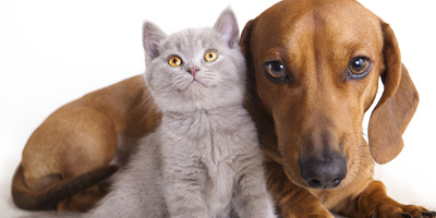 Report reveals top 10 heartworm cities in the U.S.