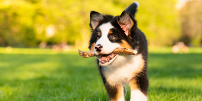Report highlights growing pressure on pet industry to produce sustainable products