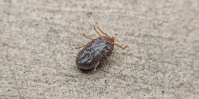 Dangerous tick species could spread across North America