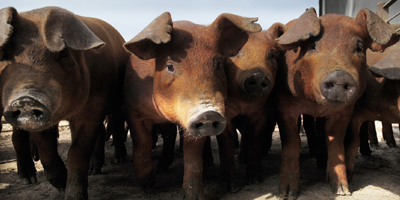 Study shows African swine fever can be transmitted through feed