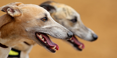 Trupanion to donate $5 on behalf of every visitor at WVC for pets in need