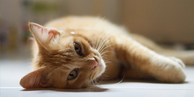 Feline medicine scholarship now available