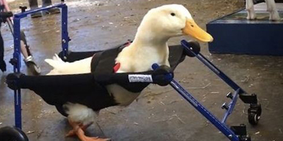 Duck receives custom-made wheelchair to help it walk