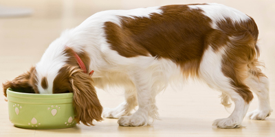 FDA finds potential link between diet and canine DCM