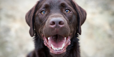 Dogs with bigger brains have higher cognitive capacities