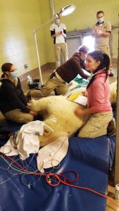 Medical imaging supervisor Debbie Paisley watches as a canine patient undergoes a CT (computed tomography) scan in the Western College of Veterinary Medicine's Veterinary Teaching Hospital.