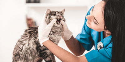 AAHA releases 2019 Dental Care Guidelines for Dogs and Cats