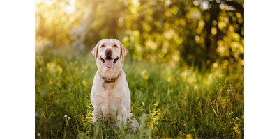 Boehringer Ingelheim launches initiative to fight heartworm disease in dogs