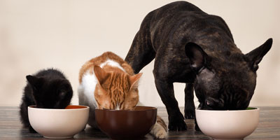 More than one third of pet owners open to vegan pet diets