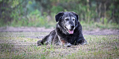 Kansas State University to study impact of supplement in geriatric dogs