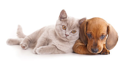 Nationwide members paid $119 million to treat their dogs and cats