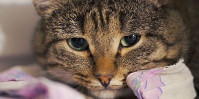 Veterinary pain management market expected to be worth $1.73 billion by 2026