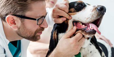 Getting to the bottom of root canal therapy