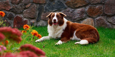 VetSuccess and Fear Free team up to increase fecal testing