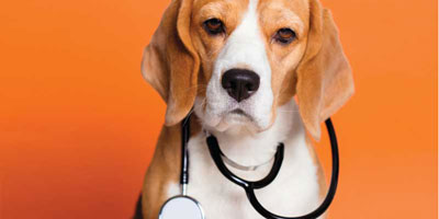 Asymptomatic bacteriuria—To treat or not to treat?