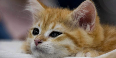 U.S. congressmen introduce bill to end deadly experiments on kittens