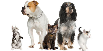 Banfield Pet Hospital, Banfield Foundation reports highlight commitment to animals