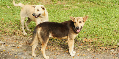 S.C. veterinarians, DHEC to provide low-cost rabies vaccinations