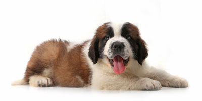 Salt Lake City, Utah, tops the list of heartworm cities for February in the U.S.