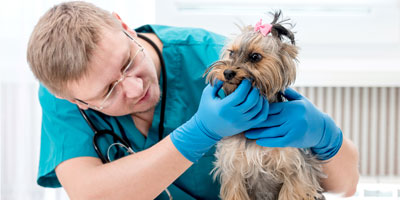 Veterinary Dentistry Specialists expands with new clinic in Chadds Ford, Pa