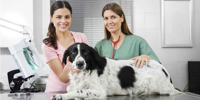 Keep more flea and tick preventive purchases in-clinic
