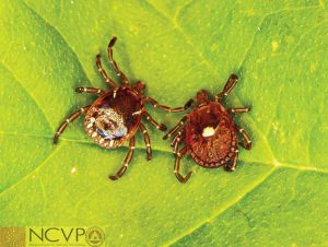 Photos courtesy National Center for Veterinary Parasitology