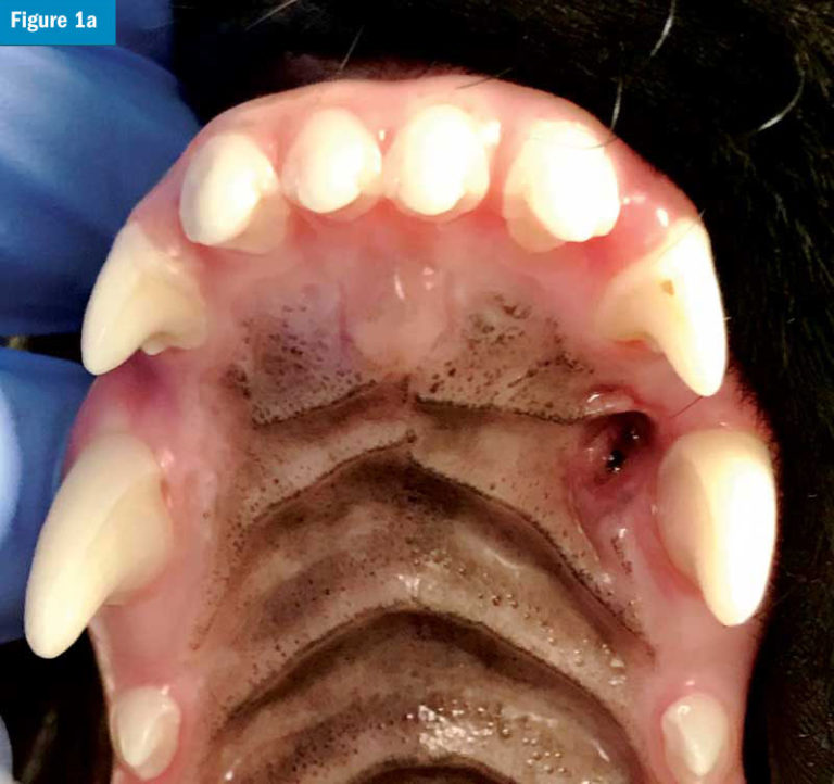 Vital pulp therapy in dogs and cats