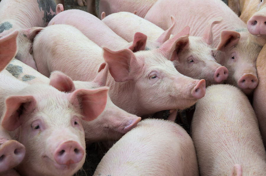AVMA publishes guidelines for the depopulation of animals