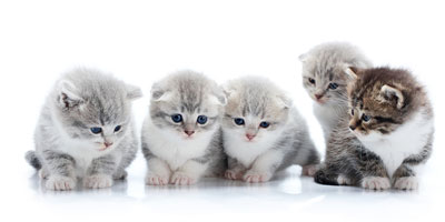 USDA no longer experimenting on cats and kittens