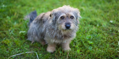 Peeva and Covetrus helping to identify lost pets