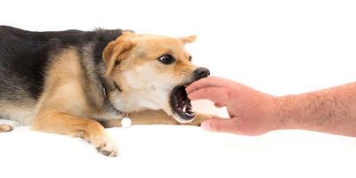 Education and awareness are key to preventing dog bites
