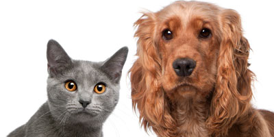 Mars Petcare introduces new division focusing on collaboration