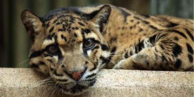 IDEXX CEO launches wild cat conservation foundation