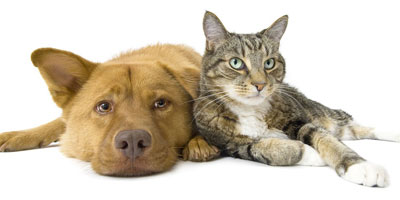 AHS releases new heartworm recommendations