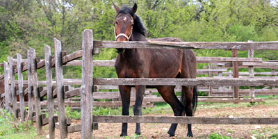 Understanding equine infectious anemia