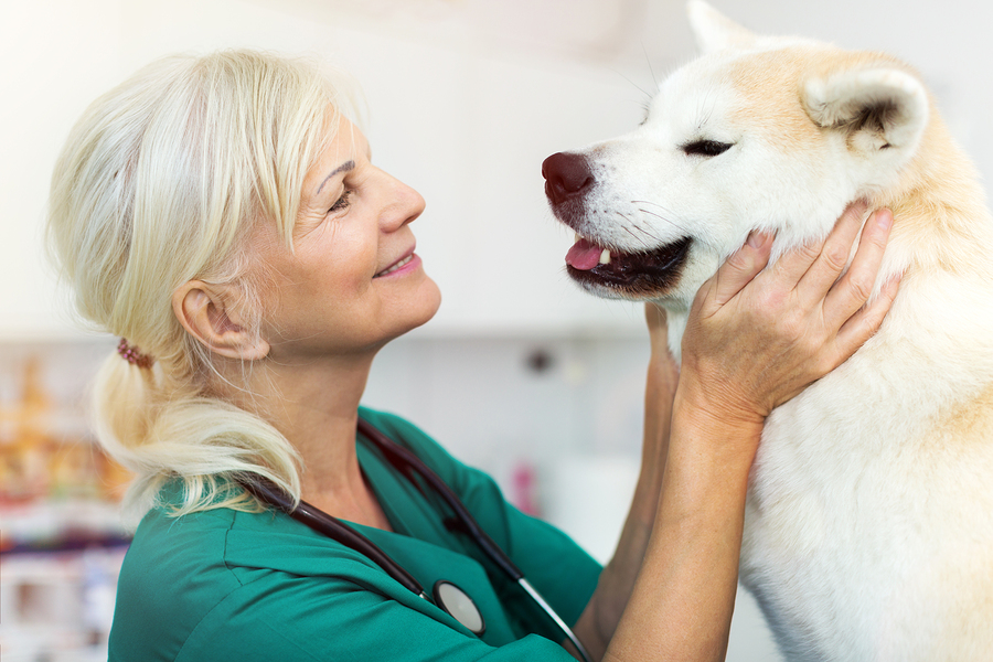 Why heartworm prevention begins in your practice